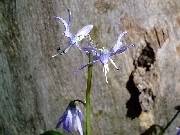 Scilla greilhuberi